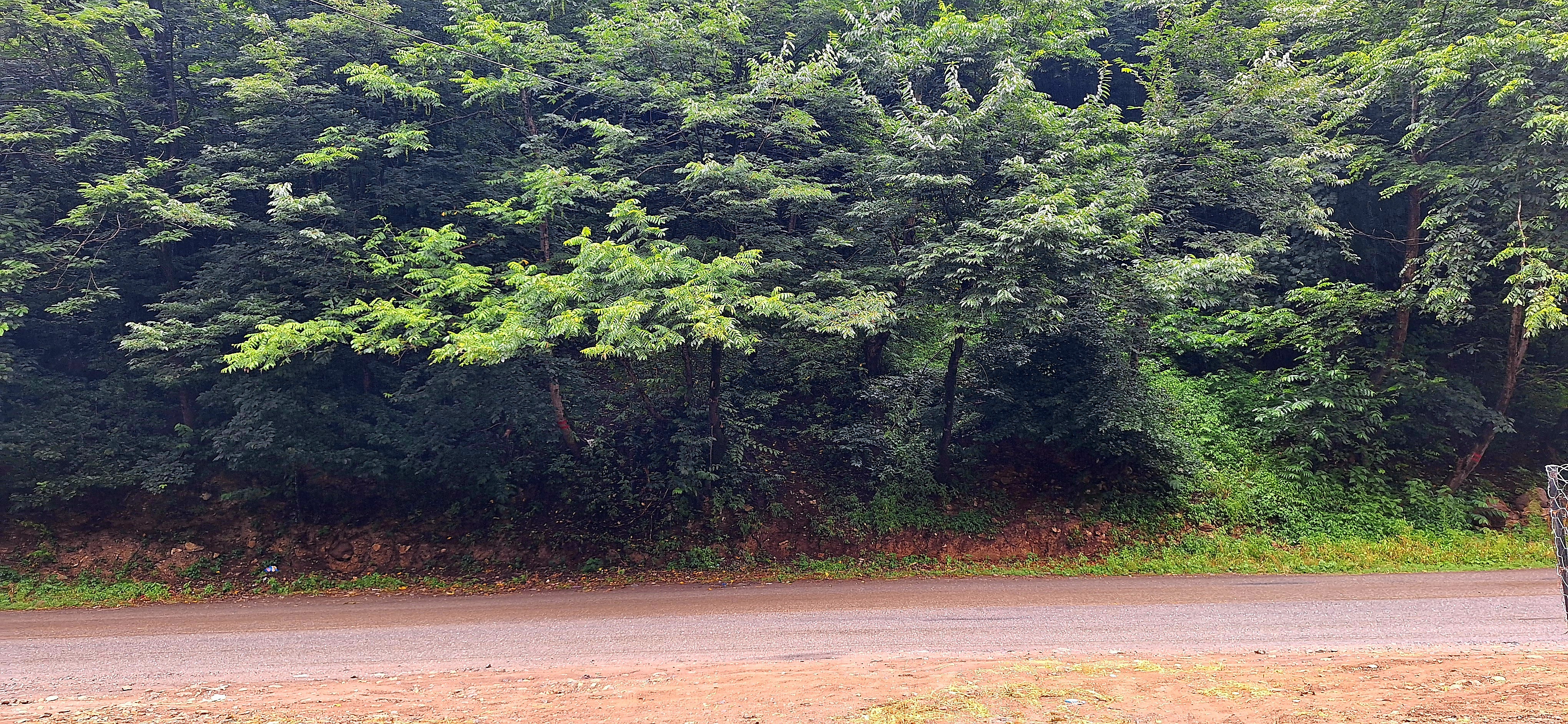 ویلا استخردار آتیلا