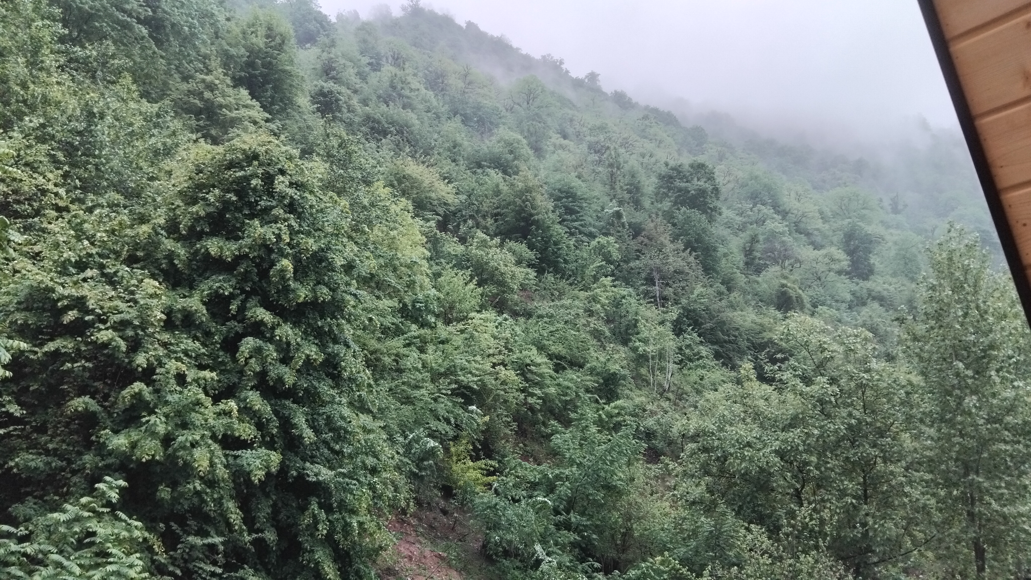 کلبه سوئیسی جنگلی